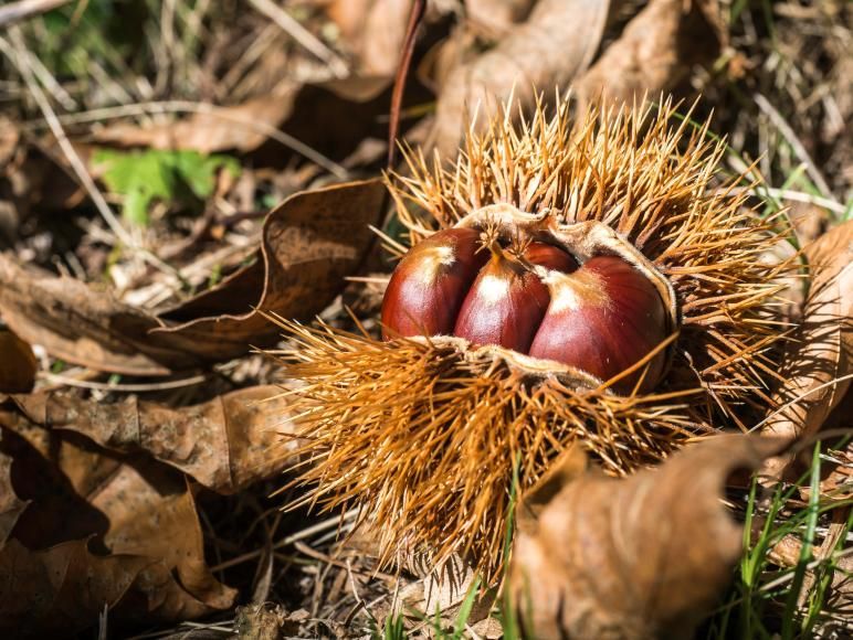 Rancho Folclórico de São Tiago de Carapeços celebra o Magusto